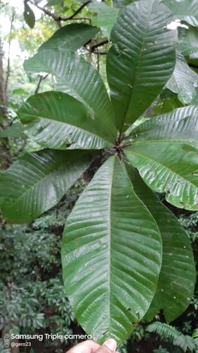 Sloanea medusula