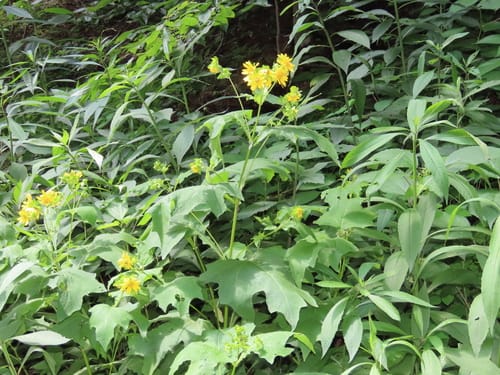 Smallanthus uvedalia