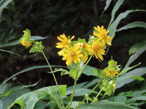 Smallanthus uvedalia