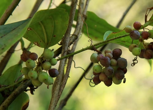Smilax anceps
