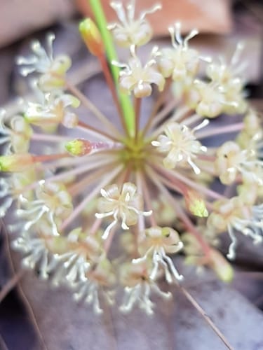 Smilax australis
