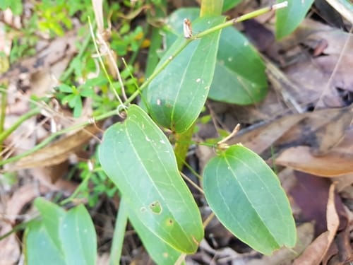 Smilax australis