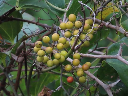 Smilax china
