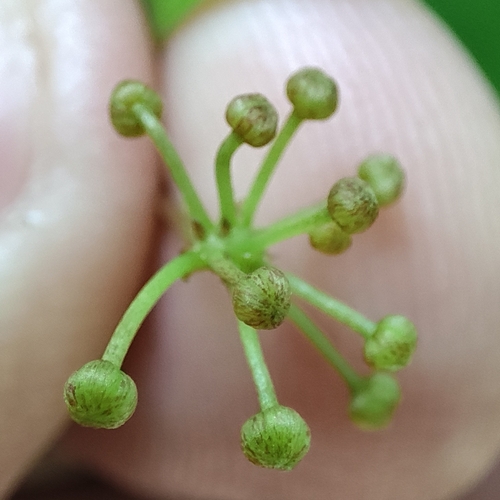 Smilax cissoides