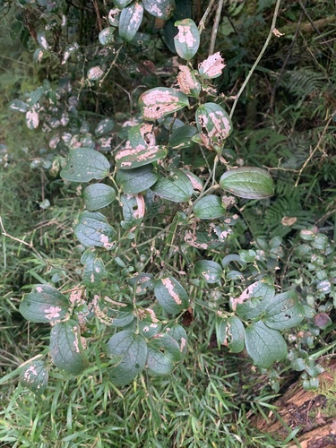 Smilax discotis