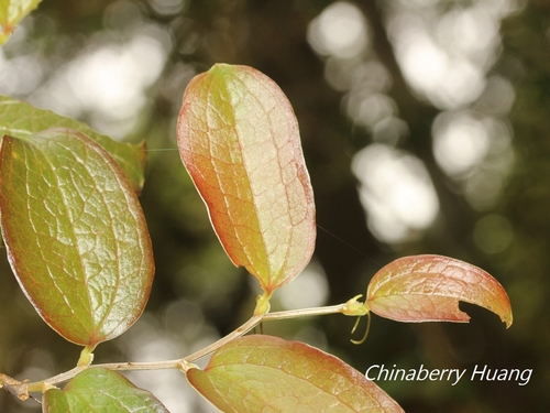 Smilax discotis