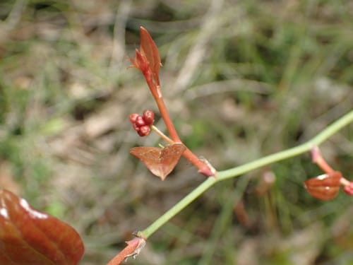 Smilax excelsa