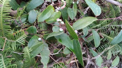 Smilax glabra