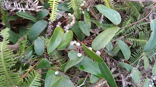 Smilax glabra