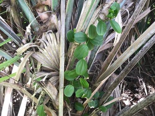 Smilax havanensis