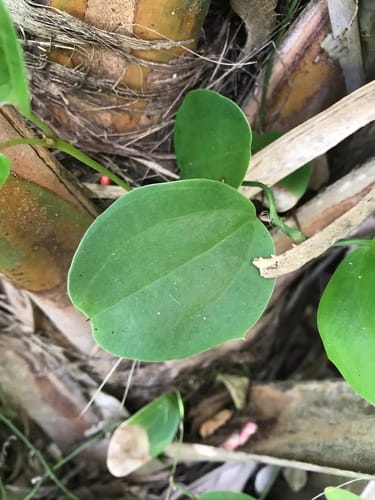 Smilax havanensis