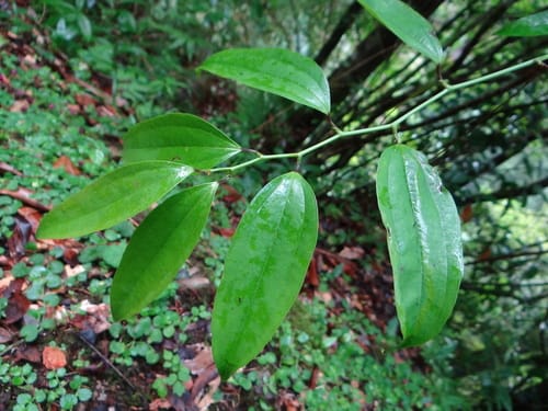 Smilax lanceifolia