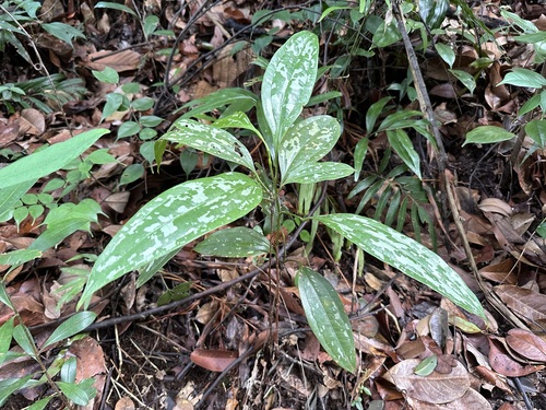 Smilax megacarpa