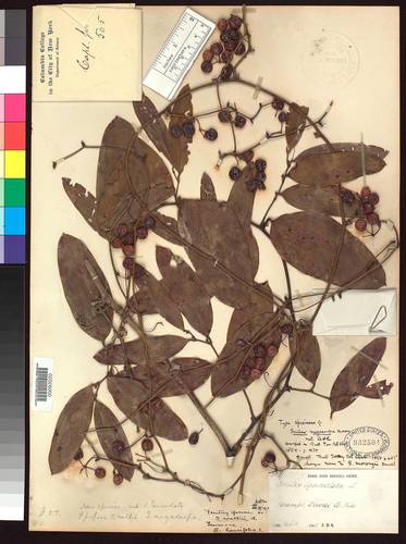 Smilax megacarpa