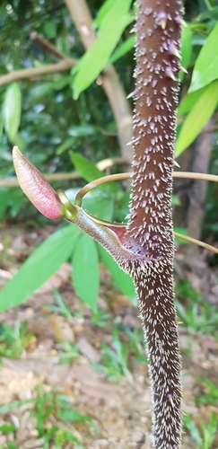 Smilax setosa