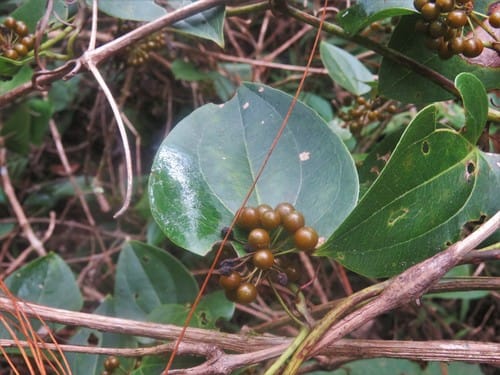 Smilax subpubescens