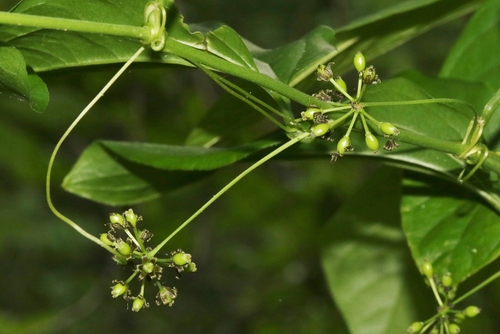 Smilax tamnoides