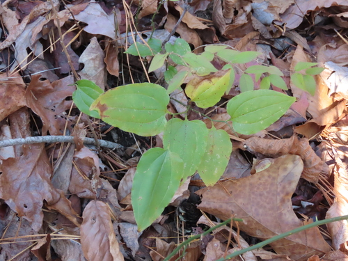 Smilax tamnoides