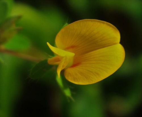 Smithia conferta