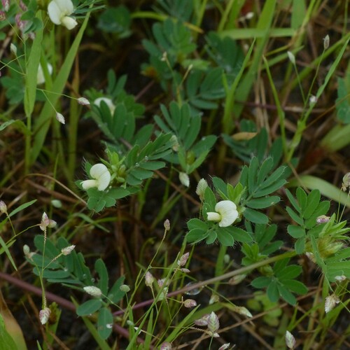 Smithia conferta