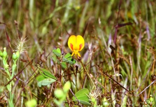 Smithia hirsuta