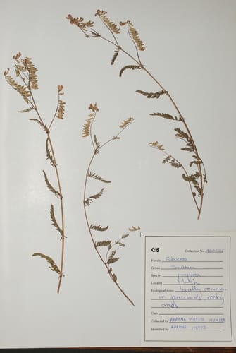 Smithia purpurea