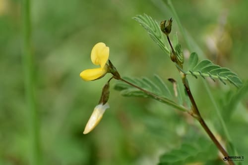 Smithia sensitiva