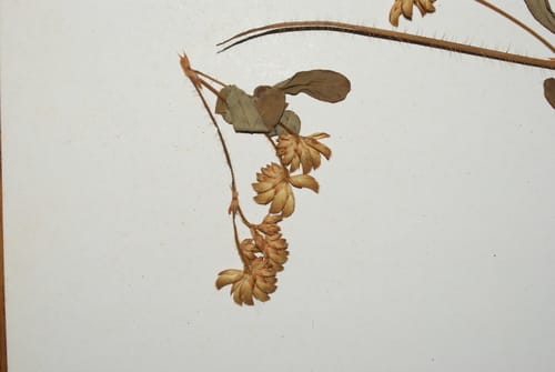 Smithia setulosa