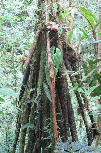 Socratea rostrata