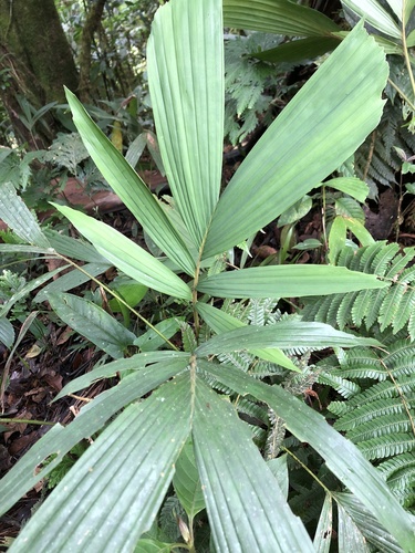 Socratea rostrata