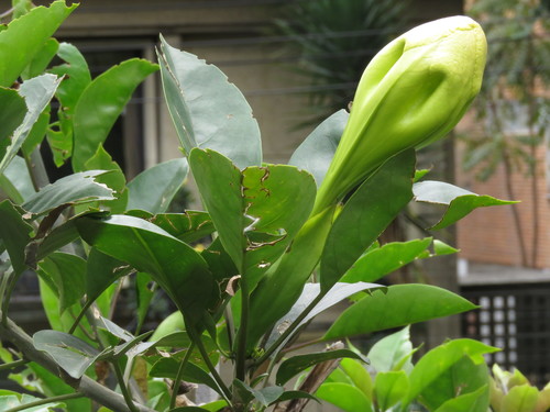 Solandra grandiflora