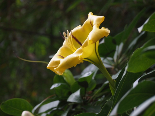 Solandra maxima