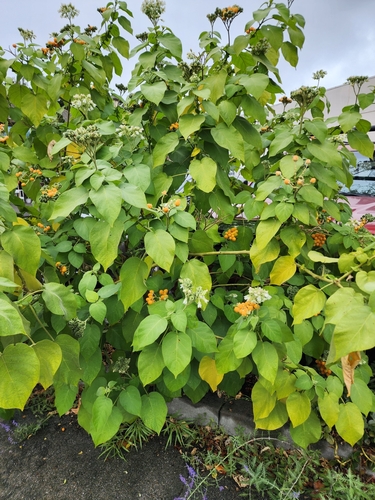 Solanum abutiloides