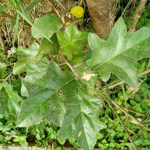Solanum aculeastrum
