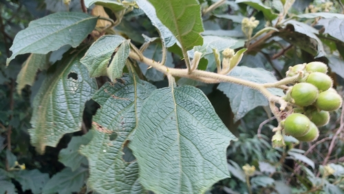Solanum acuminatum