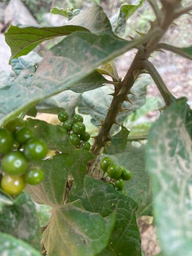 Solanum anomalum