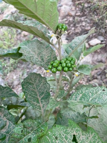 Solanum anomalum