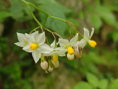 Solanum appendiculatum