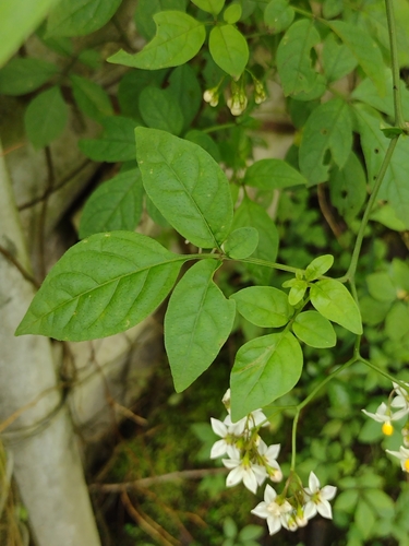 Solanum appendiculatum