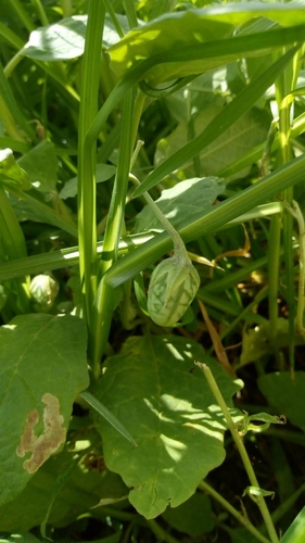 Solanum aridum