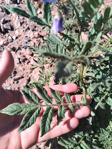 Solanum brevicaule