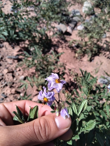 Solanum brevicaule