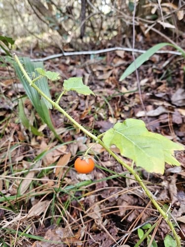 Solanum capsicoides