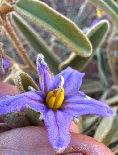 Solanum centrale