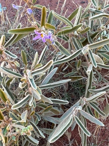 Solanum centrale