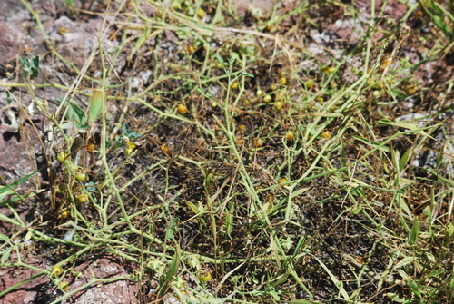 Solanum cheesmaniae