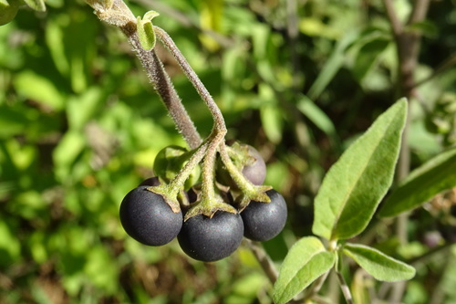 Solanum chenopodioides