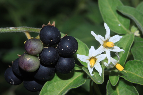 Solanum chenopodioides