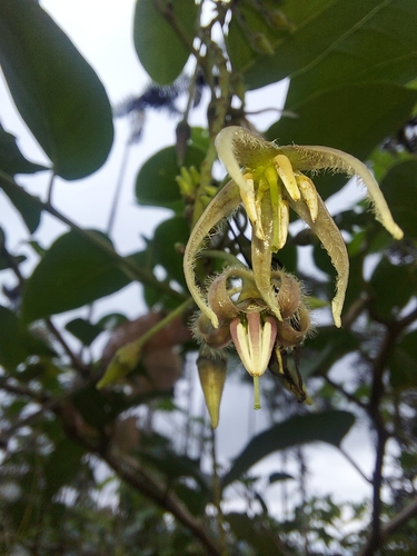 Solanum circinatum
