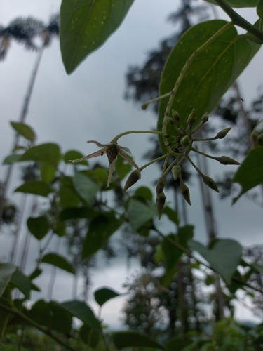 Solanum circinatum